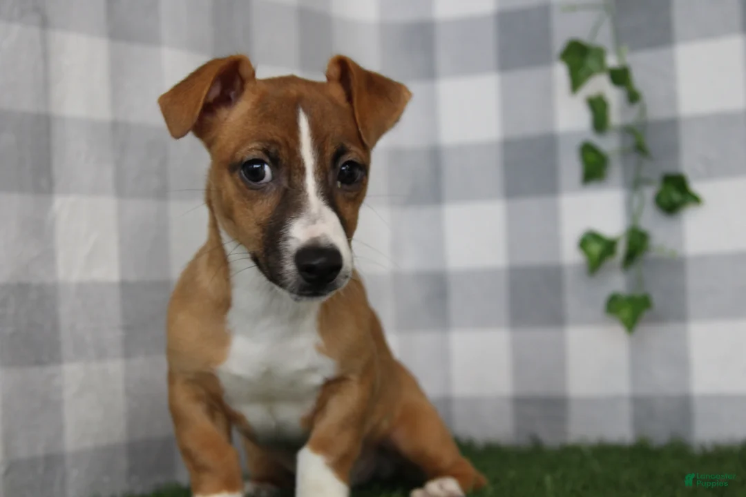 Jack Russell Terrier dogs for sale: Jack - Ad 1