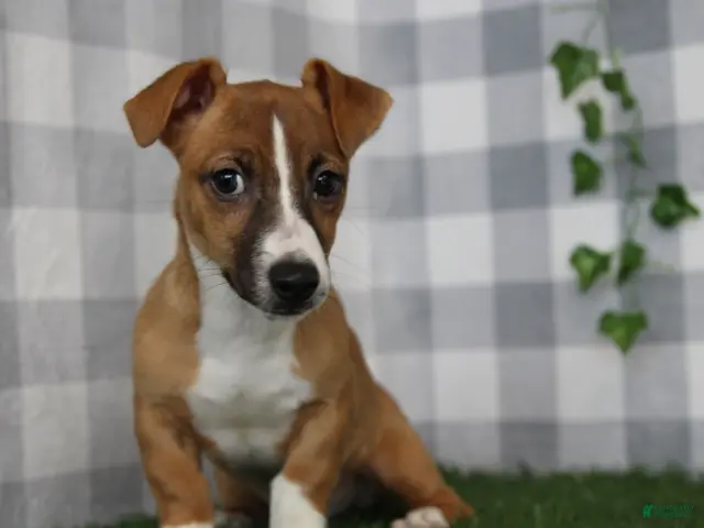 Jack Russell Terrier dogs for sale: Jack - Ad 40