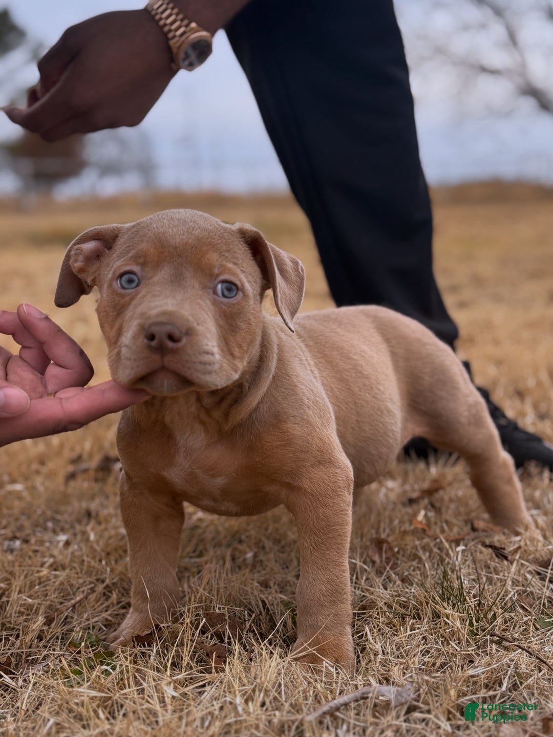 American Bully dogs for sale: Bud - Ad 1