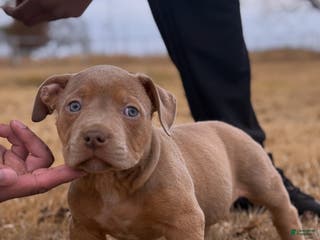 American Bully dogs Bud - Ad 19