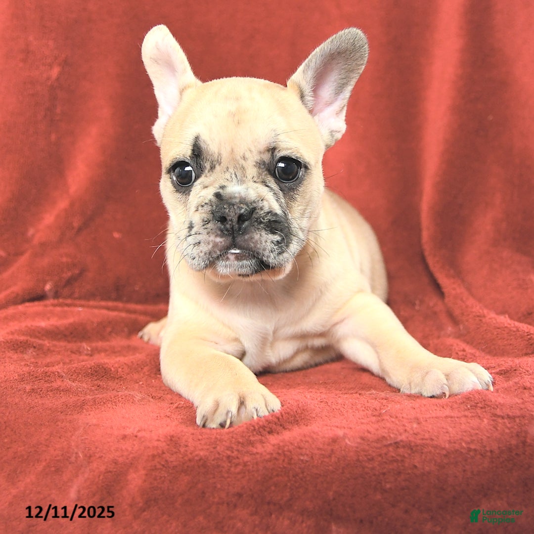 French Bulldog dogs for sale: Annie - Ad 2