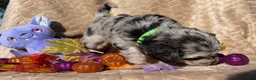 Labradoodle dogs for sale: Morticia - Ad 3