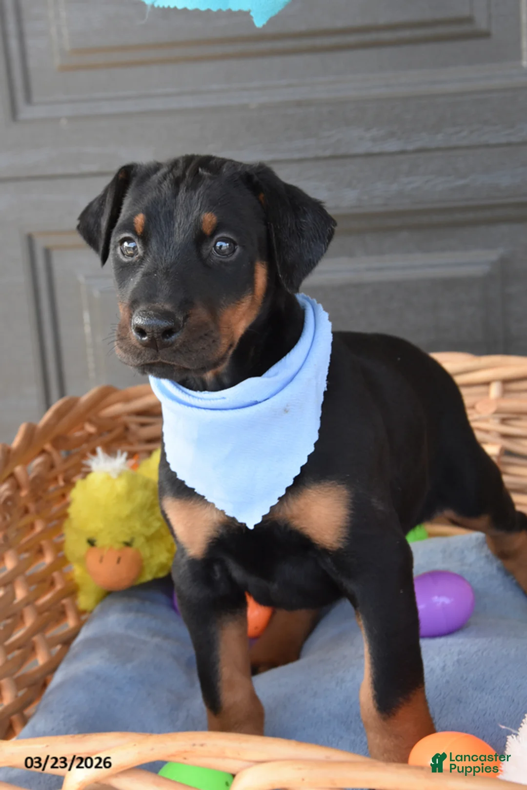 Doberman Pinscher dogs for sale: Benjamin - Ad 1