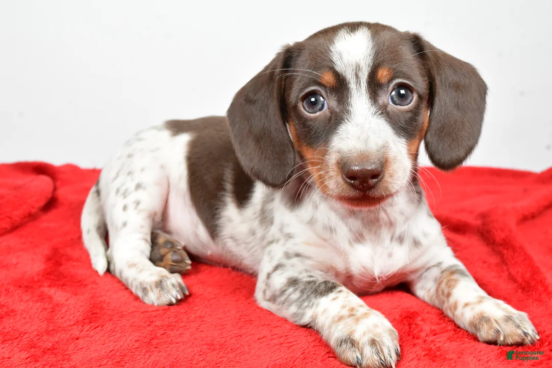 Dachshund dogs for sale: Polly - Ad 3