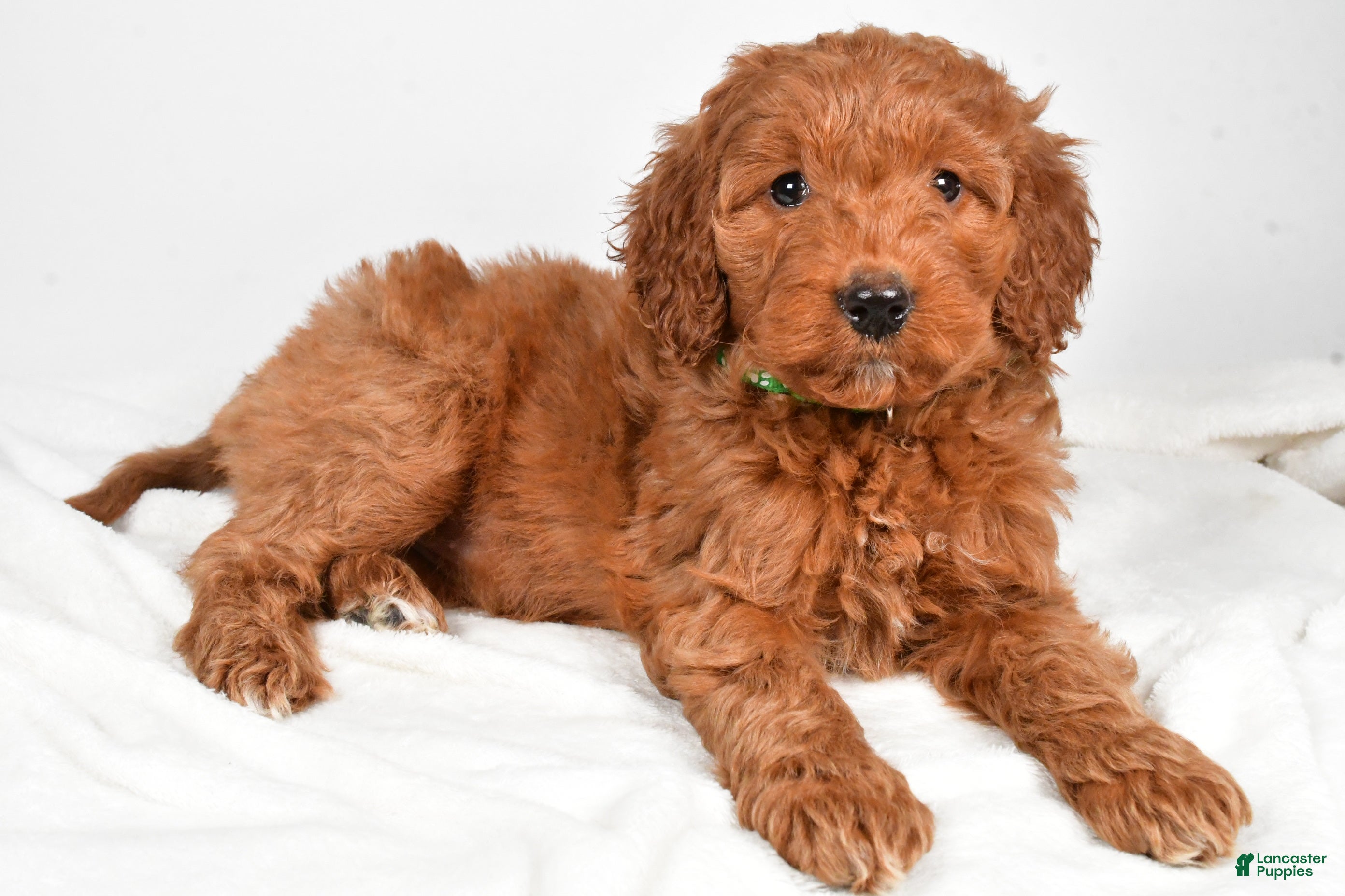 Goldendoodle dogs Page medium size - Ad 10