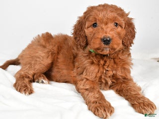 Goldendoodle dogs Page medium size - Ad 8