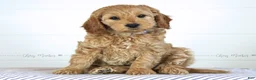 Mini Goldendoodle dogs for sale: Melody - Ad 1