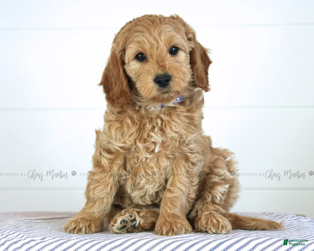 Mini Goldendoodle dogs for sale: Melody - Ad 1