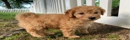 Goldendoodle dogs for sale: Miles-Male - Ad 4