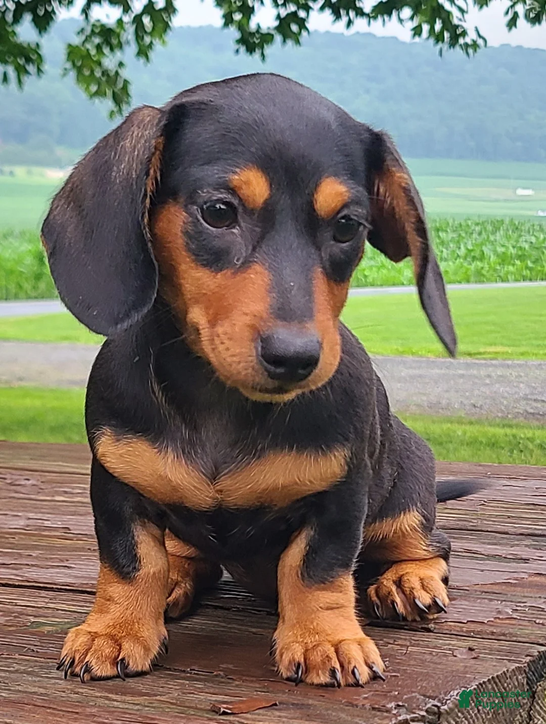 Miniature Dachshund dogs for sale: Izzie - Ad 1