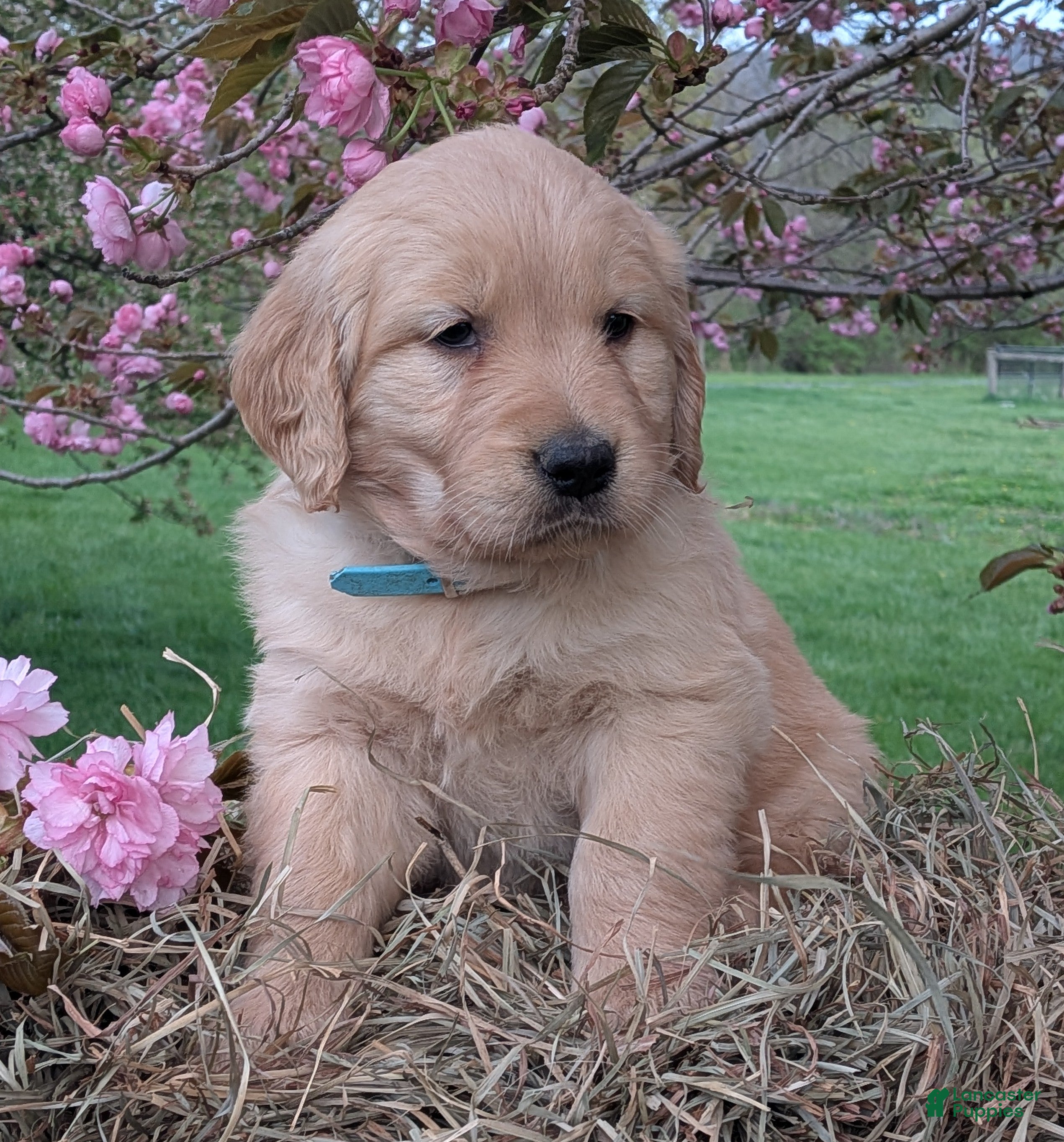 Golden Retriever dogs Fern - Ad 1