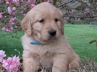 Golden Retriever dogs for sale: Fern - Ad 4