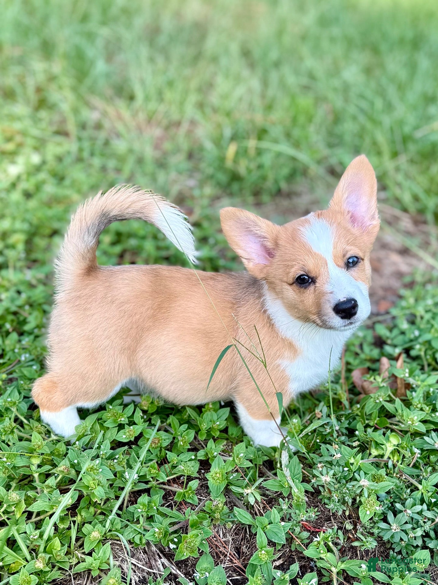 Pembroke Welsh Corgi (Pembroke Corgi, Female) in Gilbert, SC