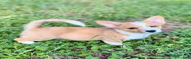 American Corgi 2