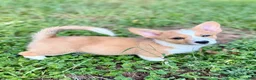 American Corgi dogs for sale: American Corgi 2 - Ad 1