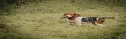 Beagle dogs for sale: Beagle 2 - Ad 2