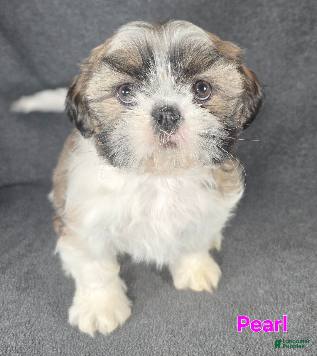 Shih Tzu dogs for sale: Pearl  - Ad 5