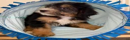 Mini Goldendoodle dogs for sale: LUCY - Ad 3