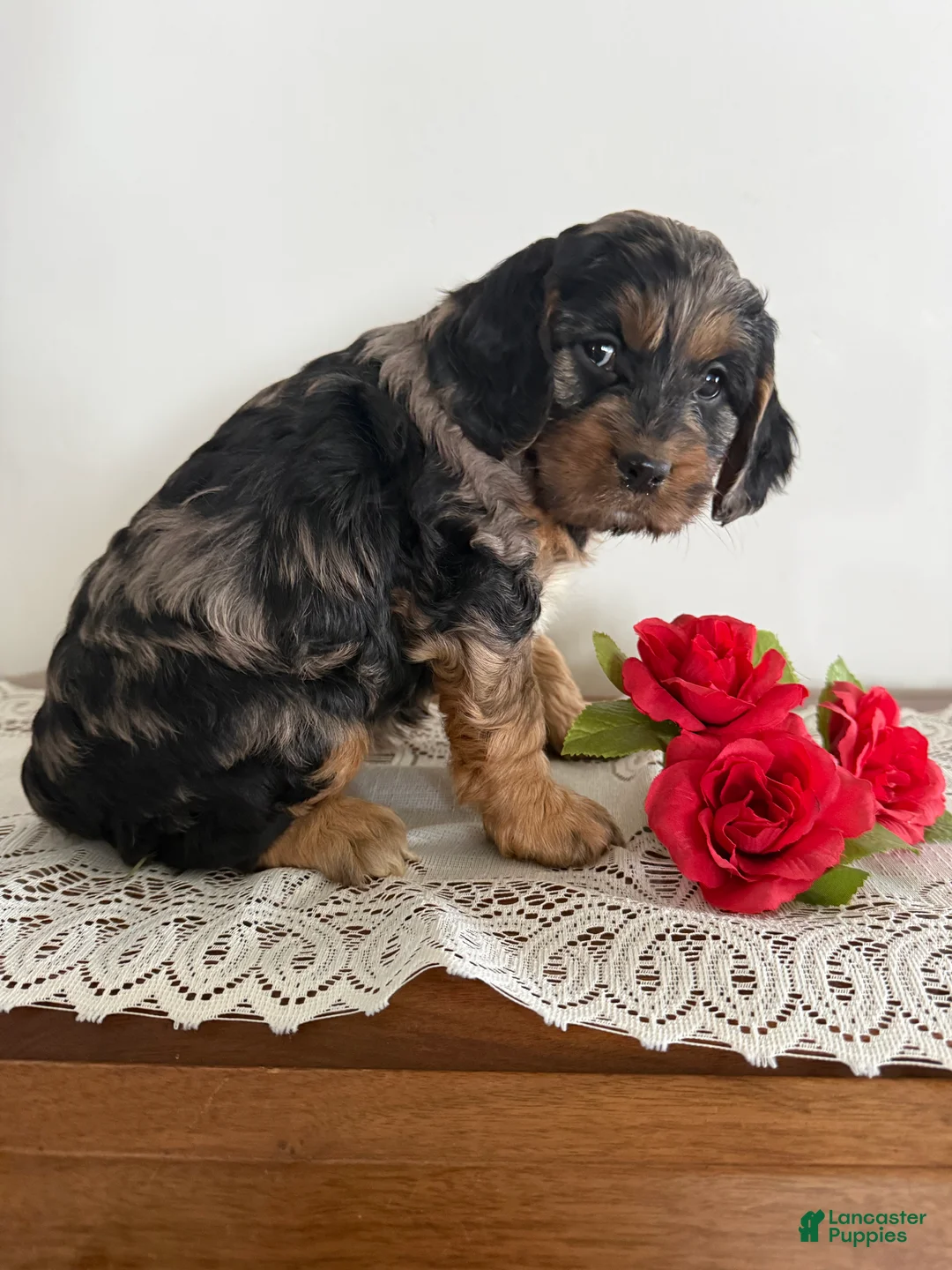 Cockapoo dogs for sale: Cockapoo Puppy 7 - Ad 3