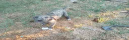 Great Dane dogs for sale: Great Dane 4 - Ad 9