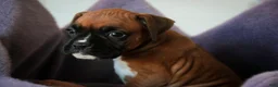 Boxer dogs for sale: Callie - Ad 2