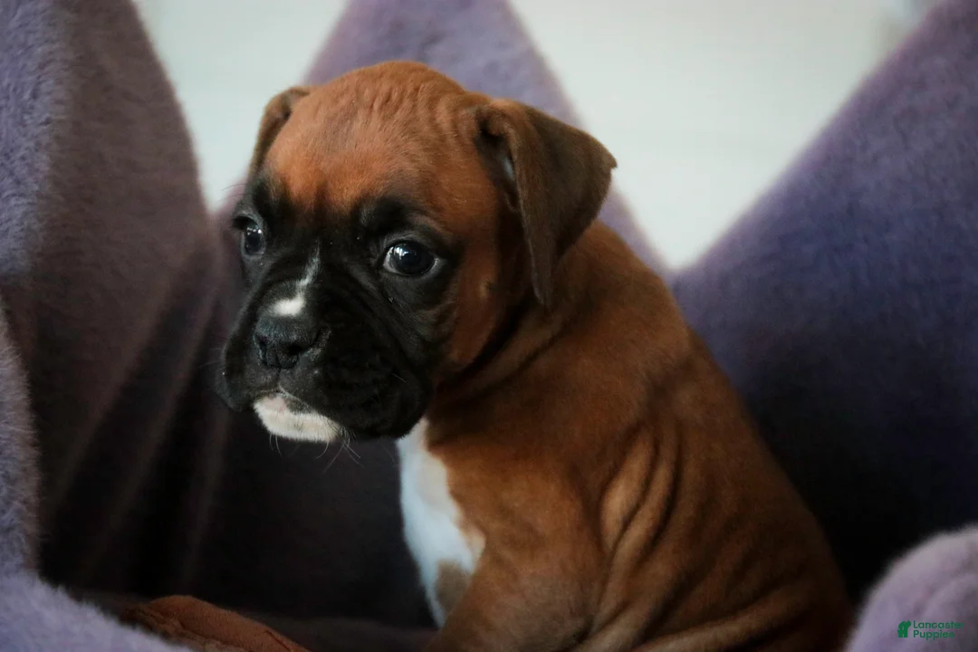 Boxer dogs for sale: Callie - Ad 2
