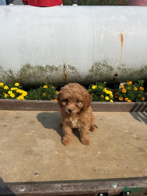 Cavapoo dogs Tina - Ad 2