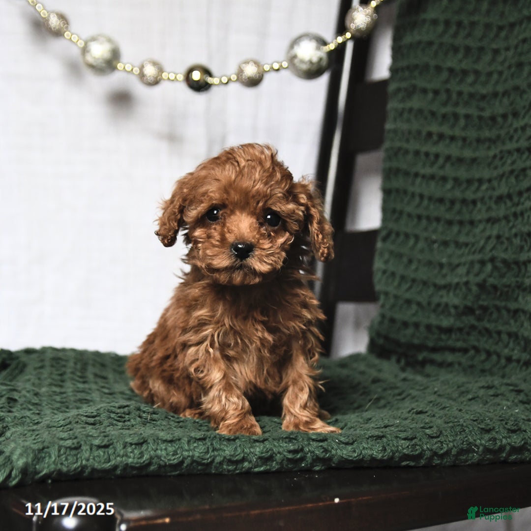 Toy Poodle dogs for sale: Fancy Teacup - Ad 3