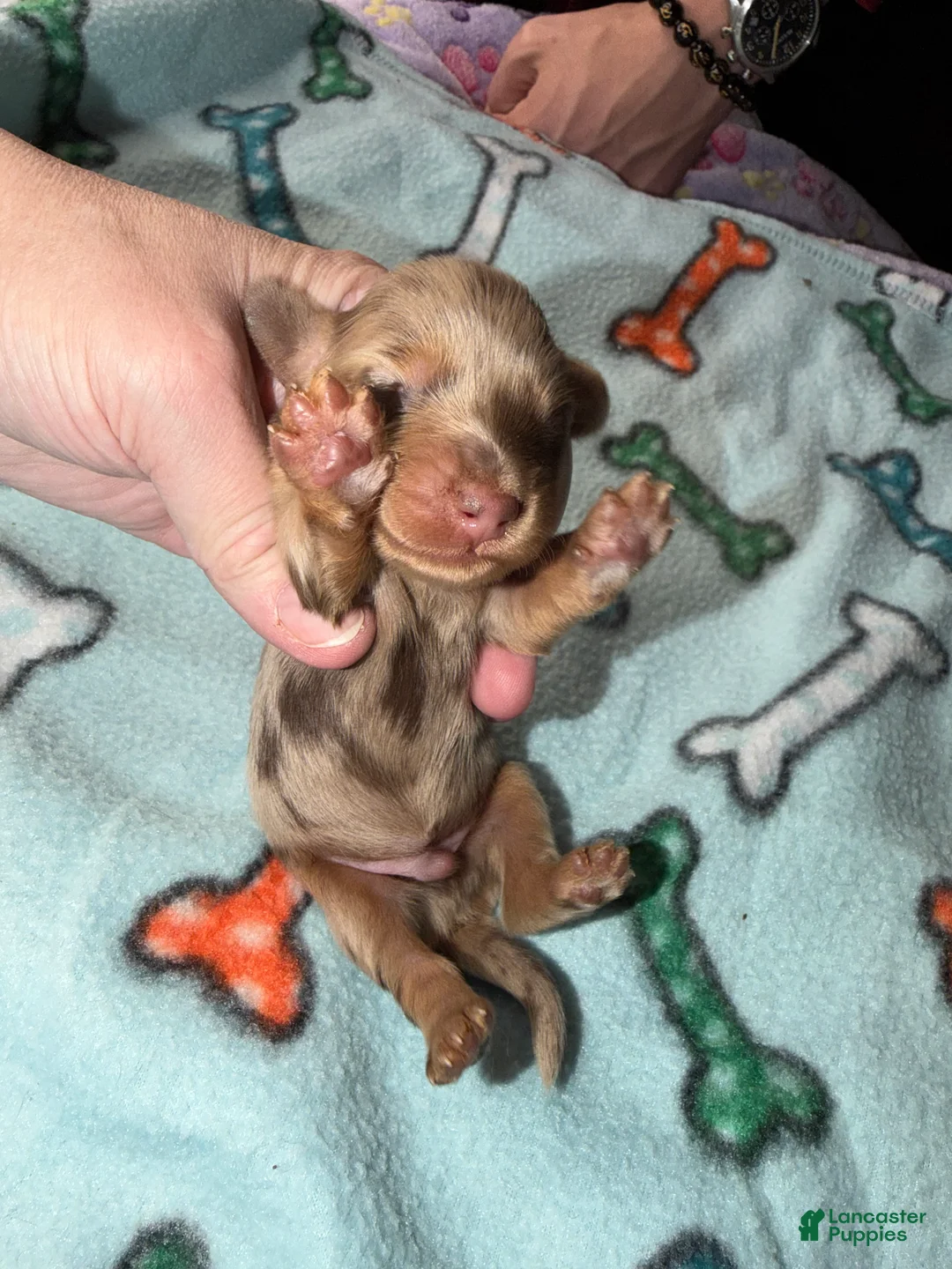 Dachshund dogs for sale: Uno chocolate dapple boy - Ad 16