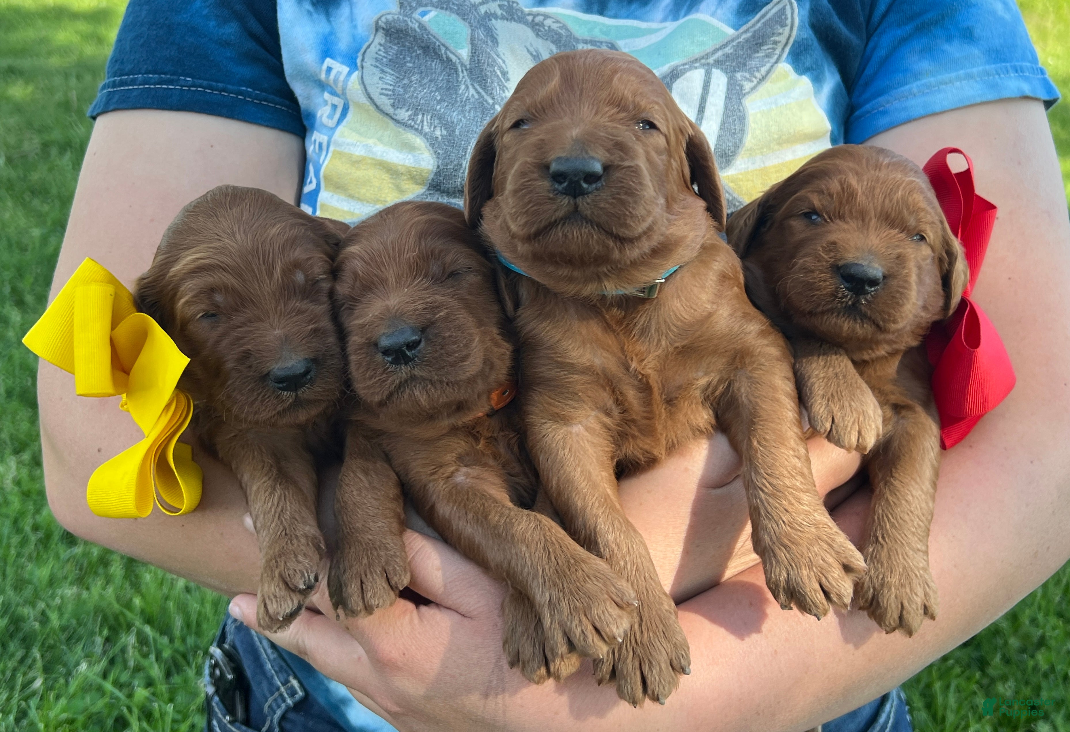 Irish Doodle dogs Daisy - Ad 2