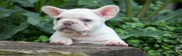 French Bulldog dogs for sale:  Fiona Rose🎀 - Ad 6