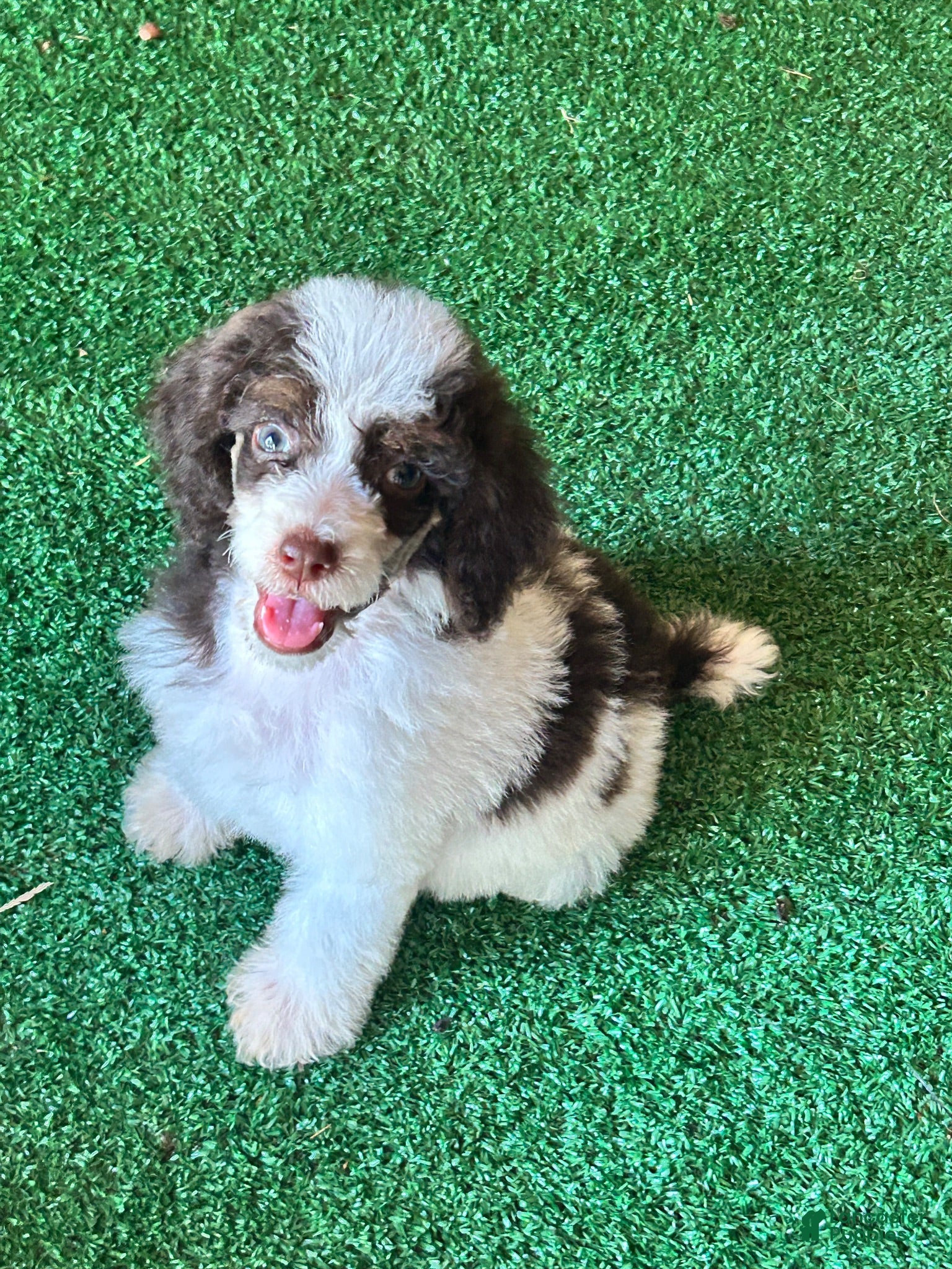 Standard Poodle dogs Standard Poodle 1 - Ad 39