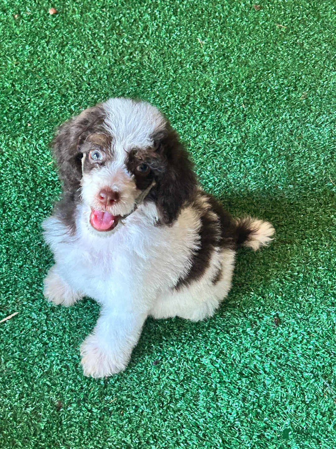 Standard Poodle dogs for sale: Standard Poodle 1 - Ad 1