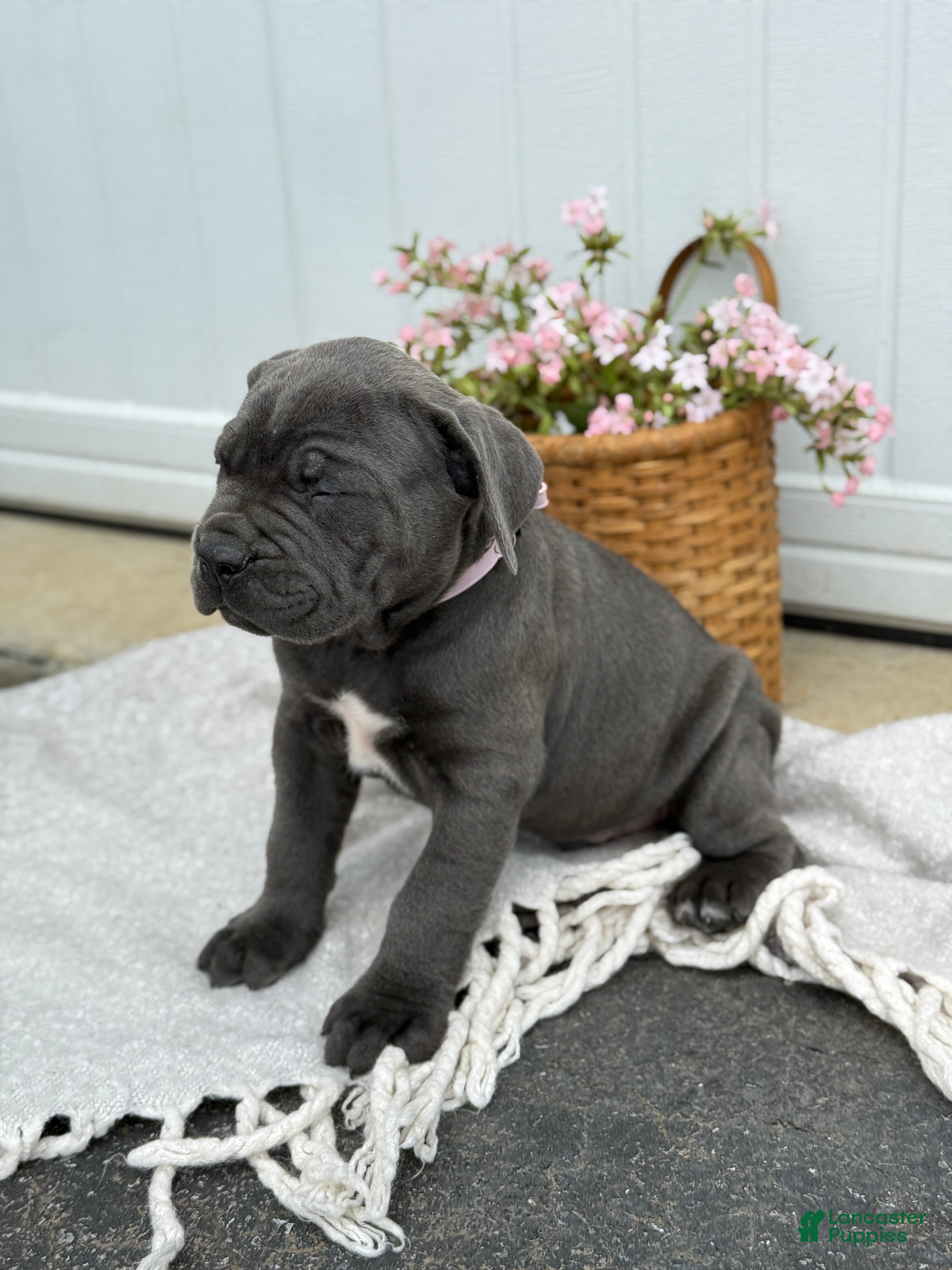 Cane Corso dogs Bruno - Ad 2