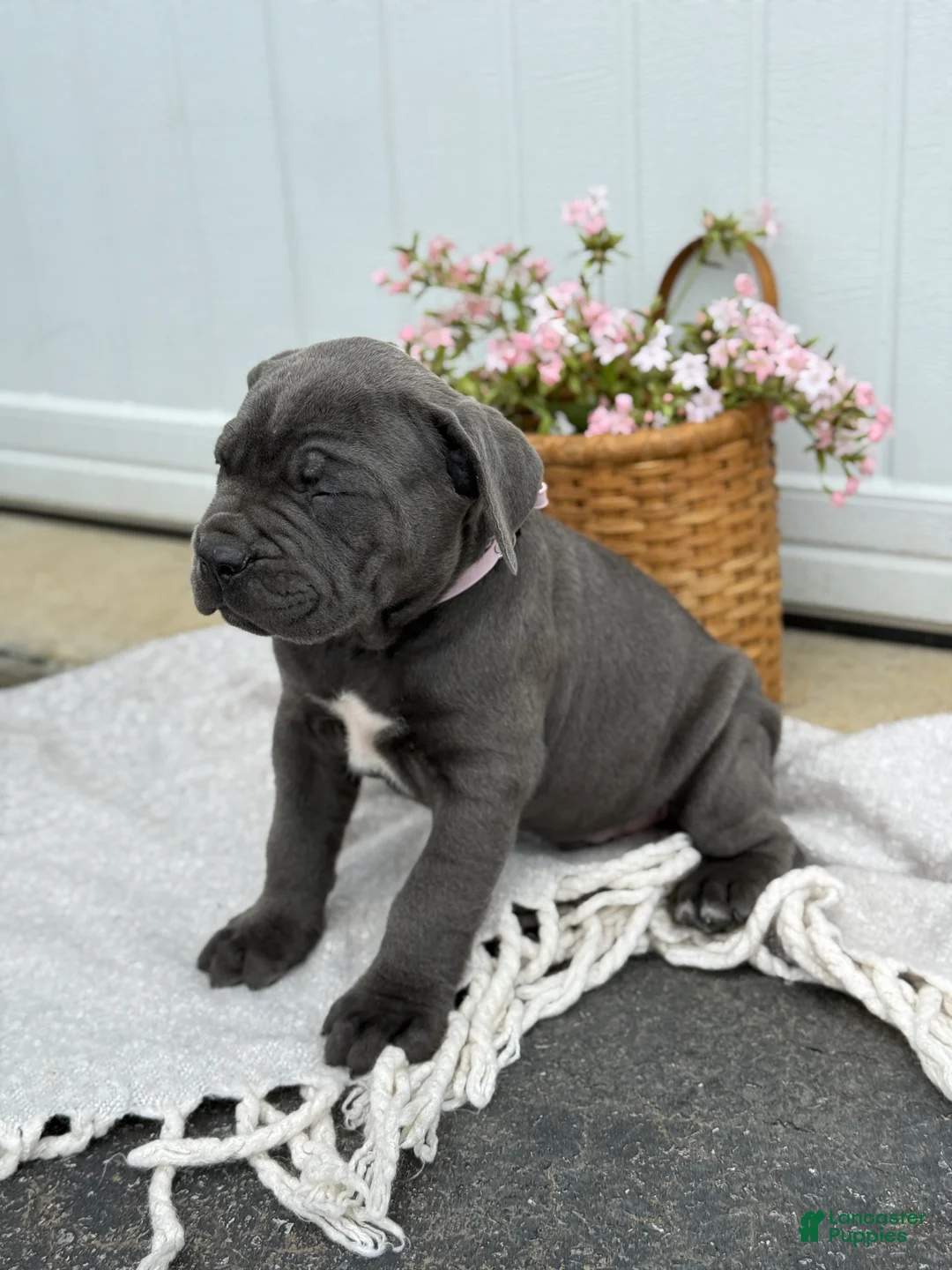 Cane Corso dogs for sale: Bruno - Ad 2