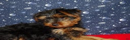 Yorkshire Terrier dogs for sale: Jacob - Ad 5
