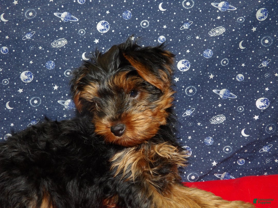 Yorkshire Terrier dogs for sale: Jacob - Ad 5
