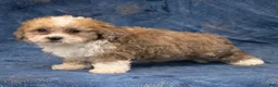 Havapoo dogs for sale: Denver - Ad 6