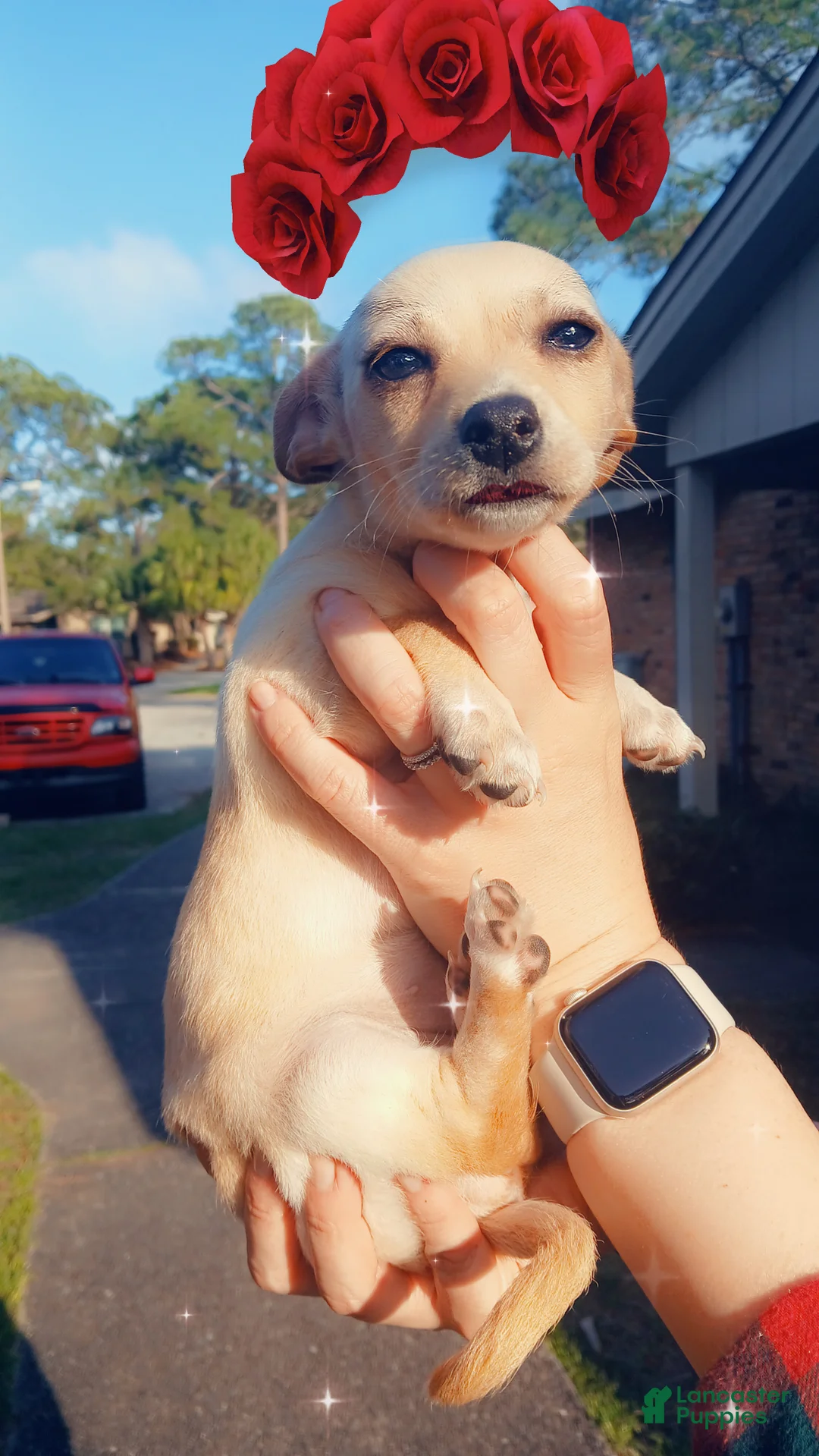 Chiweenie dogs for sale: Chiweenie Puppy 4 - Ad 2