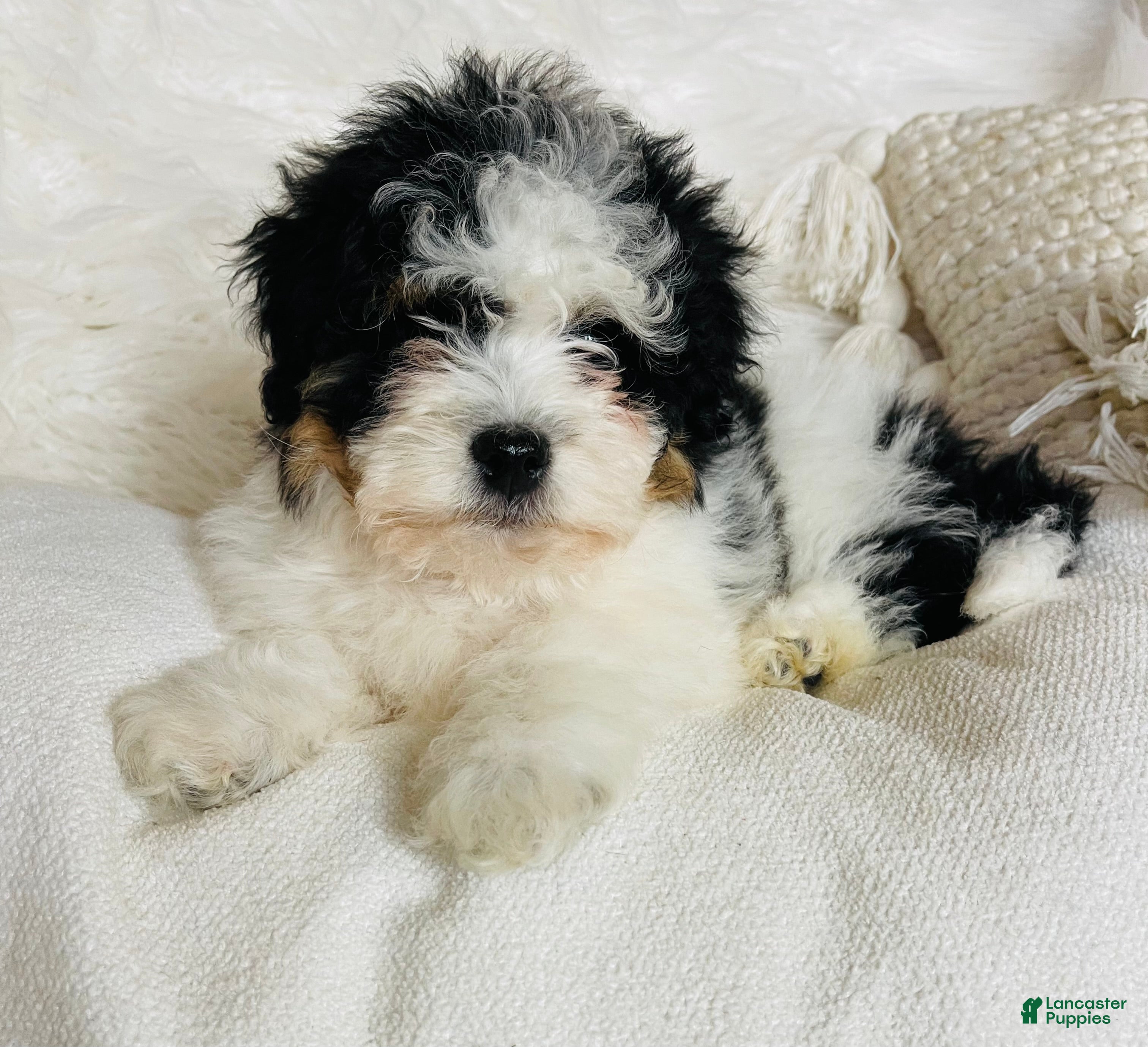 Mixed Breed dogs “Armani”-Mini Bernedoodle male Tri color  - Ad 2