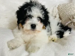 Mixed Breed dogs “Armani”-Mini Bernedoodle male Tri color - Ad 2