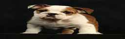 English Bulldog dogs for sale: Ollie - Ad 6