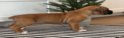 Boxer dogs for sale: Ginger - Ad 3
