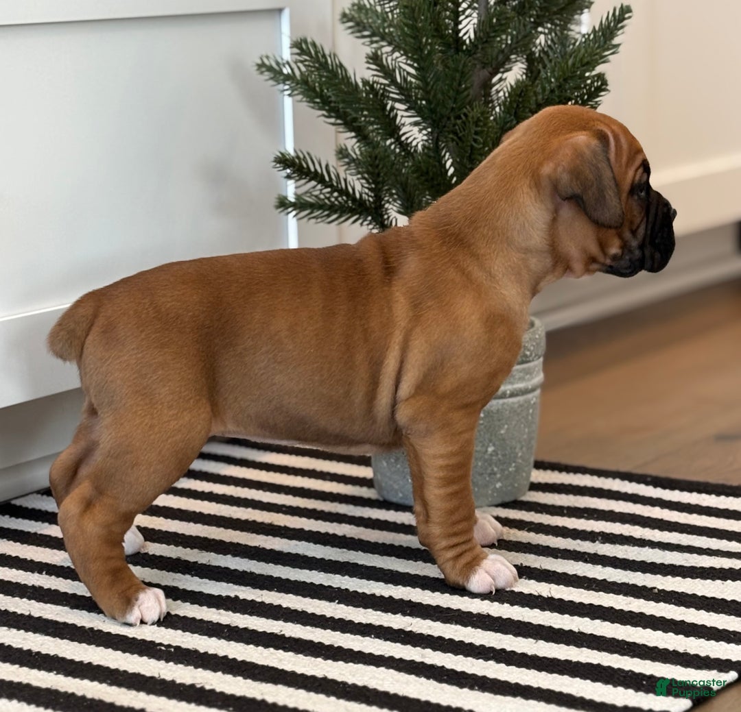 Boxer dogs for sale: Ginger - Ad 3