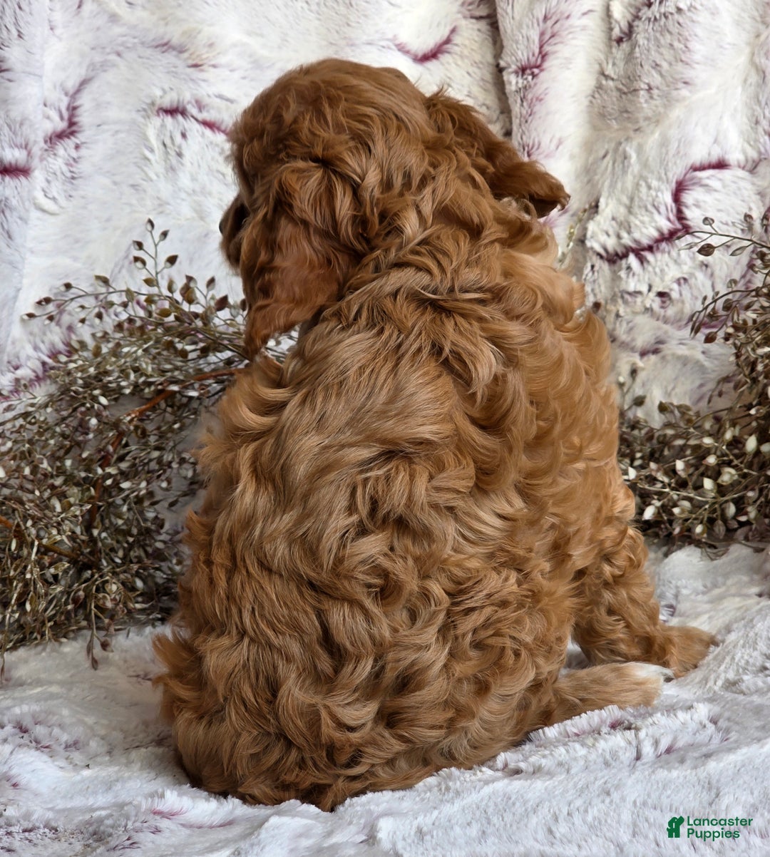 Cavapoo dogs for sale: Karla - Ad 7