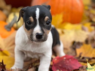 Jack Russell Terrier dogs - Ad 7