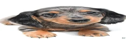 Miniature Dachshund dogs for sale: Kyler - Ad 3