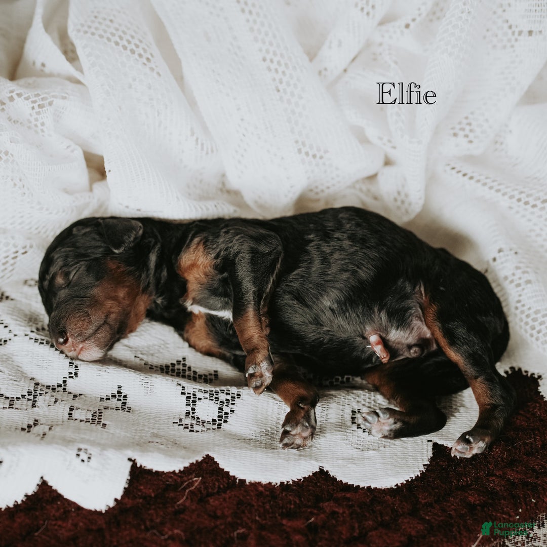 Standard Poodle dogs for sale: Elfie - Ad 2