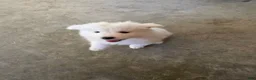Samoyed dogs for sale: Samoyed 5 - Ad 4