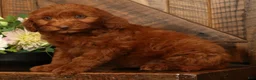 Mini Goldendoodle dogs for sale: Holly - Ad 3